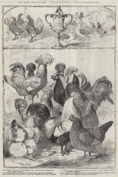 Birmingham Poultry Show by Harrison William Weir